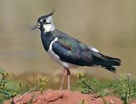 Northern Lapwing new.jpg