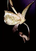 Stanhopea platyceras Orchi 001.jpg