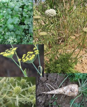 Umbelliferae-apium-daucus-foeniculum-eryngium-petroselinum.jpg