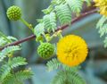 Acacia constricta, Las Vegas, Nevada, USA