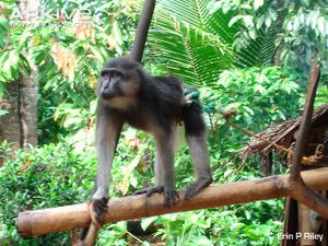 Booted-macaque-kept-as-a-pet-tethered-to-a-house.jpg
