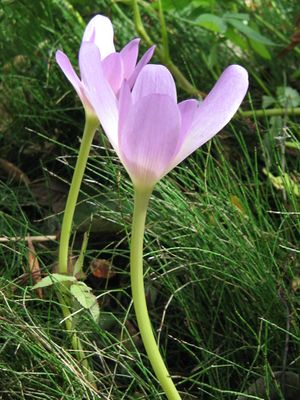 Colchicum speciosum005.jpg