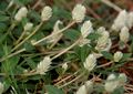 Gomphrena serrata in Hyderabad, India.