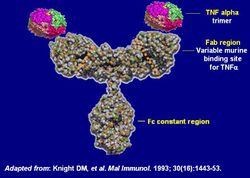 Infliximab structure2.jpg