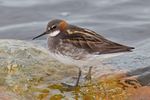 Red-necked Phalarope.jpg