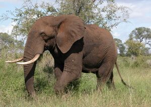 AfricanElephant.jpg