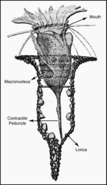 Tintinnopsis campanula