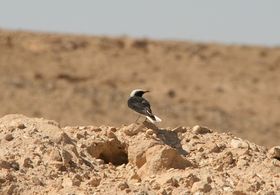 صورة معبرة عن الموضوع أبلق أبو طاقية