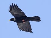 Pyrrhocorax graculus -Wengen -Switzerland -flying-8-4c.jpg