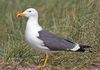 Larus-fuscus-taxbox.jpg