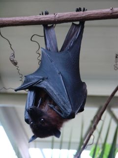 Pteropus giganteus (Wroclaw zoo).JPG