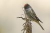 Fire-fronted Serin Nainital Uttarakhand India 31.01.2015.jpg