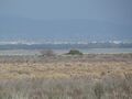 Limassol Salt Lake 3.JPG