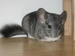 Standardchinchilla.jpg