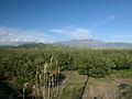 Plantation in south Andalusia