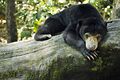 Malayan Sun Bear was formerly much more extant in South-East Asia