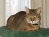 Chausie