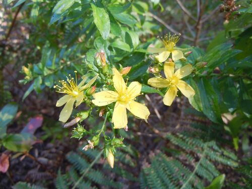 Hypericum glandulosum 01.jpg