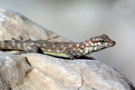 Rock semaphore gecko (Pristurus rupestris)