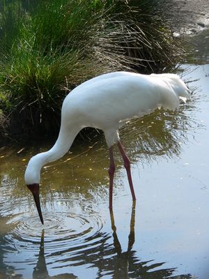 Schneekranich Grus leucogeranus 090501 We 147.JPG