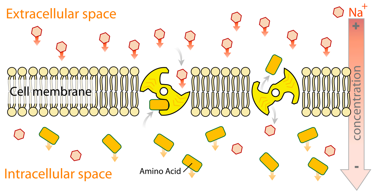 secondary-active-transport-svg