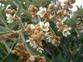 BlossomingLoquat.jpg