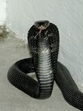 Equatrorial-spitting-cobra 001.jpg