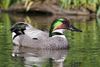 Falcated duck 1.jpg