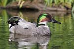 Falcated duck 1.jpg