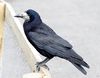 Rook at Slimbridge Wetland Centre, Gloucestershire, England 22May2019 arp.jpg