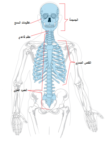 هيكل محوري للإنسان.png