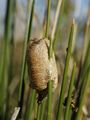 Ootheca of Mantis religiosa, European Mantis