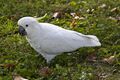 White Cockatoo eating clover-1 (5660422766).jpg