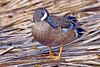 Blue-Winged Teal.jpg