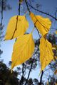 C. australis autumn leaves