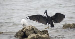 two herons, one with white plumage and one with slate grey, on a rock in the surf of the ocean