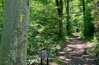 Founders' Walk in the Institute Woods