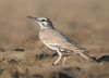 Greater Hoopoe Lark, crop.jpg