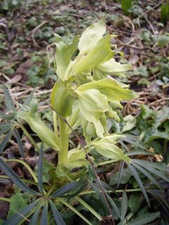 HelleborusFoetidus-plant.jpg