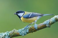 Parus major 2 Luc Viatour.jpg