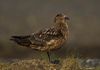 Stercorarius skua -Iceland-8.jpg