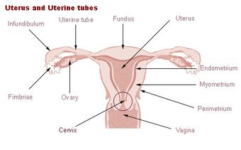 Illu cervix.jpg