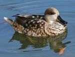 Marbled Teal (Marmaronetta angustirostris) RWD2.jpg