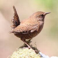 Troglodytes troglodytes fumigatus.JPG