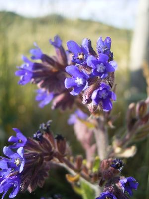 Anchusa officinalis 16-06-2006 19.44.06.JPG