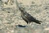 Brown-necked Raven - Merzouga - Morocco 07 3411 (22160964904).jpg