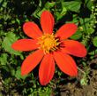 Dahlia coccinea, the Red Dahlia (9450014546).jpg