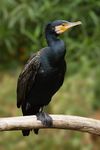 Phalacrocorax carbo Vic.jpg