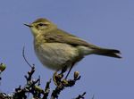 Willow warbler UK09.JPG