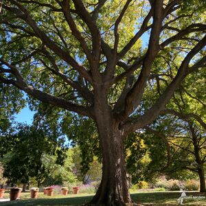 Celtis-occidentalis-Hackberry-Mature-Crown-at-Chadwick-2-scaled.jpg